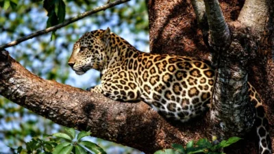 Leopard Symbolism