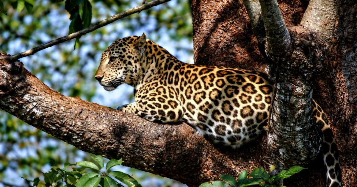 Leopard Symbolism