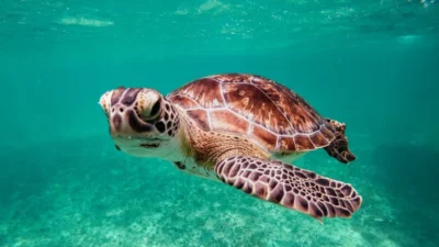 Sea Turtle Symbolism