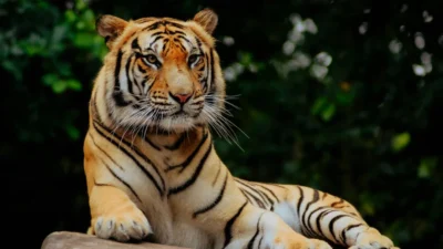 Tiger Symbolism