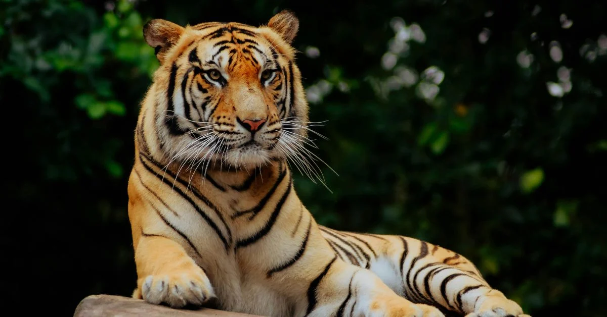Tiger Symbolism